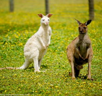 Bordertown Wildlife Park - Accommodation Georgetown