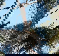 Castle Creek Reserve - Accommodation Georgetown