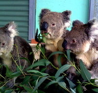 Cohunu Koala Park - Accommodation Georgetown