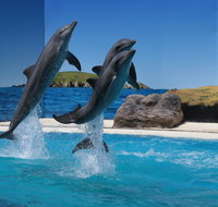 Dolphin Marine Conservation Park - Accommodation Georgetown