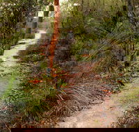 Great North walk - Brisbane Water National Park - Accommodation Georgetown