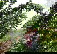 Harben Vale Pick Your Own Cherries - Accommodation Georgetown