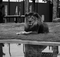 Hunter Valley Zoo - Accommodation Georgetown