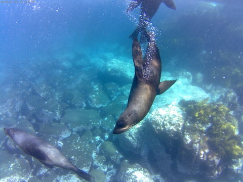 Snorkelling Montague Island - Accommodation Georgetown 1