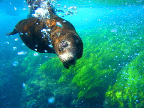 Snorkelling Montague Island - Accommodation Georgetown 2