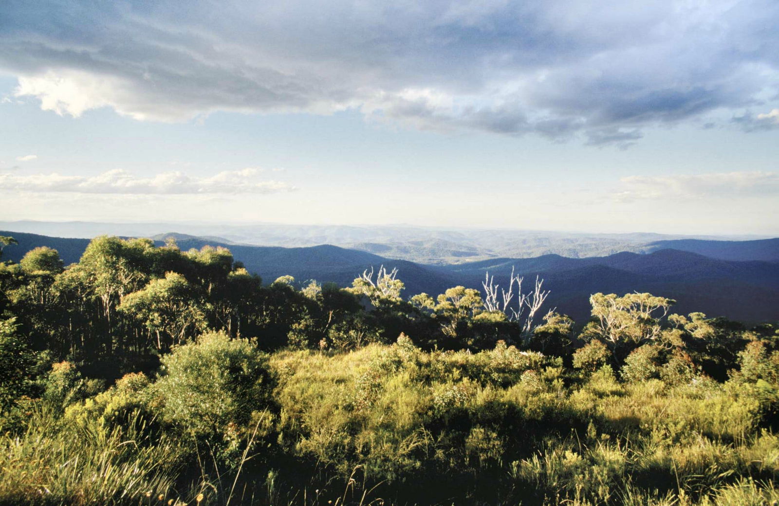 Tallowwood Ridge NSW Accommodation Georgetown