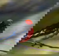 Weddin Bird Trails - Accommodation Georgetown