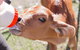 White Ridge Farm - thumb 1