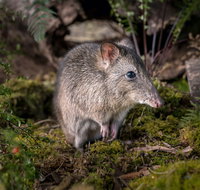 Wildlife Wonders - Accommodation Georgetown