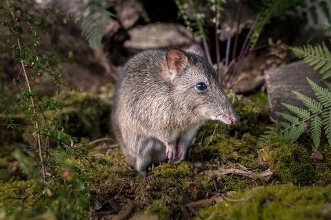 Wildlife Wonders - Accommodation Georgetown 0