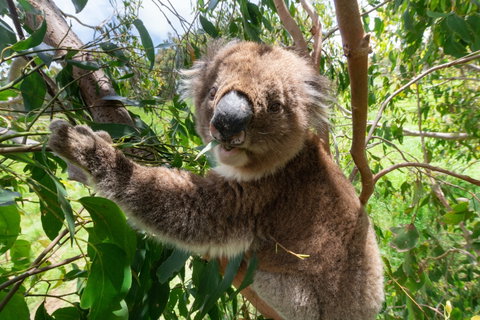 Wildlife Wonders - Accommodation Georgetown 1