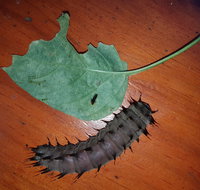 Batchelor Butterfly Farm  Pet Garden - Accommodation Georgetown