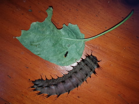 Batchelor Butterfly Farm & Pet Garden - Accommodation Georgetown 0