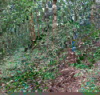 Blackbutt walking track - Accommodation Georgetown