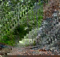 Blue Gum loop trail - Accommodation Georgetown