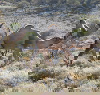 Canning Stock Route - Accommodation Georgetown