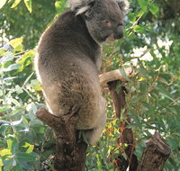 Caversham Wildlife Park - Accommodation Georgetown