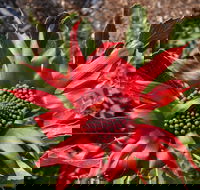 Inverawe Native Gardens - Accommodation Georgetown