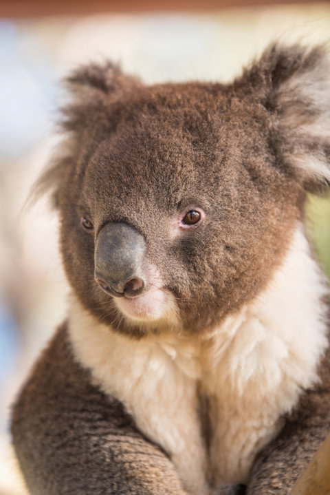 Kyabram Fauna Park - Accommodation Georgetown 0