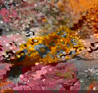 Magic Mountain Dive Site - Accommodation Georgetown