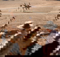 Monarto Safari Park - Accommodation Georgetown