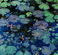 Pine Creek Water Gardens - Accommodation Georgetown