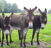The Good Samaritan Donkey Sanctuary - Accommodation Georgetown