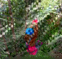 TreeTop Challenge - Sunshine Coast - Accommodation Georgetown