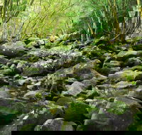 Wodi Wodi Walking Track - Accommodation Georgetown