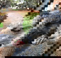 Alpaca Farm Experience at Crookwell - Accommodation Georgetown