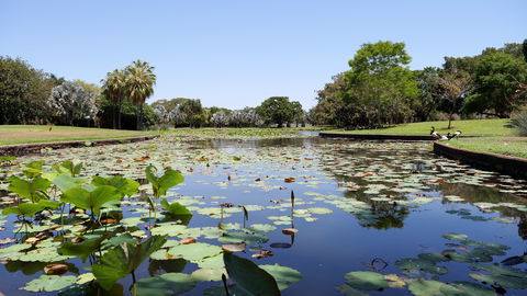 Anderson Park Botanic Gardens - Accommodation Georgetown 0