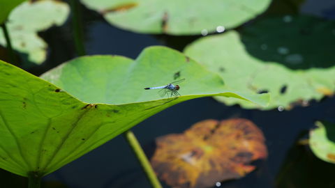 Anderson Park Botanic Gardens - Accommodation Georgetown 1