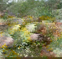 Ben Hall's Cave Walking Track - Accommodation Georgetown