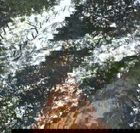 Bird Tree and Benaroon - Accommodation Georgetown