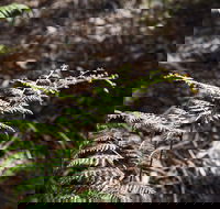 Langwarrin Flora and Fauna Reserve Walking Trails - Accommodation Georgetown