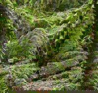 Lyrebird Walking Track - Accommodation Georgetown