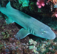 Middle Reef Dive Site - Accommodation Georgetown