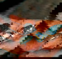 Opalton - Accommodation Georgetown