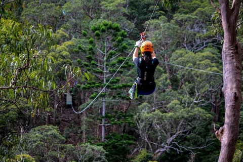 Thunderbird Park ® - Tamborine Mountain, Gold Coast Region - Accommodation Georgetown 2