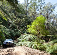 Wadbilliga Road drive - Accommodation Georgetown