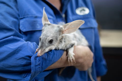 9 Day Outback Adventure - Accommodation Georgetown 0