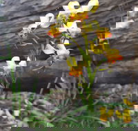 Dawn Atwell Nature Reserve - Accommodation Georgetown