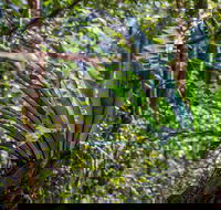 Great North walk - Palm Grove Nature Reserve - Accommodation Georgetown