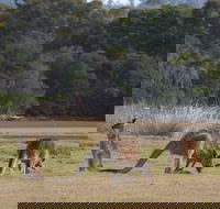 Great Nature Trail - Accommodation Georgetown