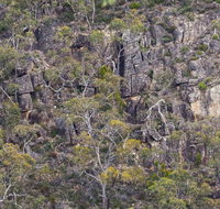 Horsnell Gully and Giles Conservation Parks - Accommodation Georgetown