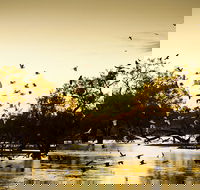 Kinchega Homestead Billabong Walk - Accommodation Georgetown