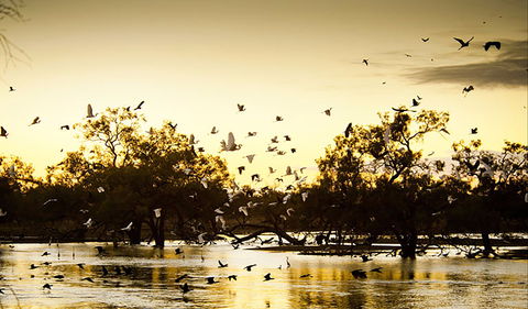 Kinchega Homestead Billabong Walk - Accommodation Georgetown 0