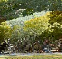 Lone Pine Koala Sanctuary - Accommodation Georgetown