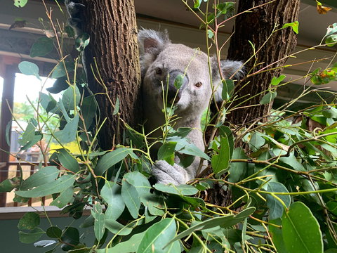 Macadamia Castle - Accommodation Georgetown 0