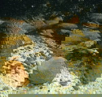 Platypus Pool - Accommodation Georgetown